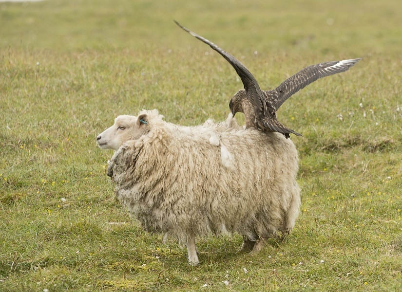 &quot;¡Fuera!&quot;: gran págalo protege a los polluelos de las ovejas