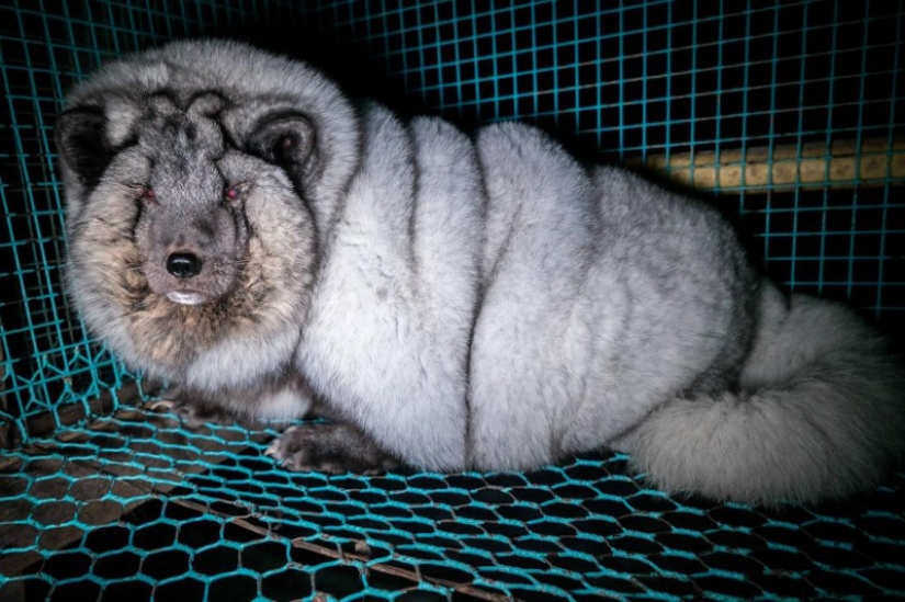 Full Arctic fox: Finnish farmers feed animals to huge sizes