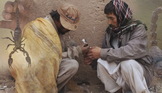 Fumar escorpiones muertos es una adicción a las drogas exóticas de Pakistán