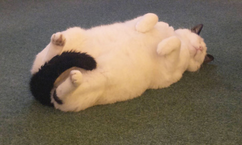 Funny Cats Sleeping In Weirdest Positions Ever