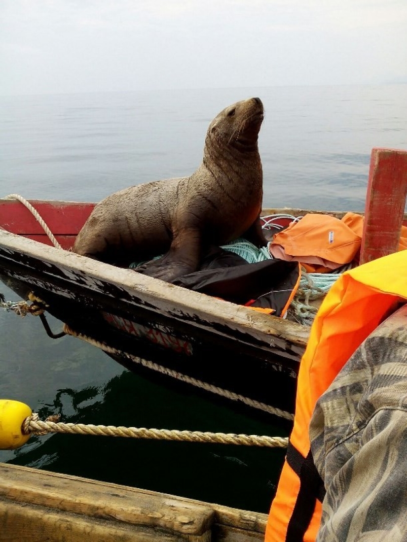 Fur seal forced Sakhalin fishermen to ride him in a boat for eight hours
