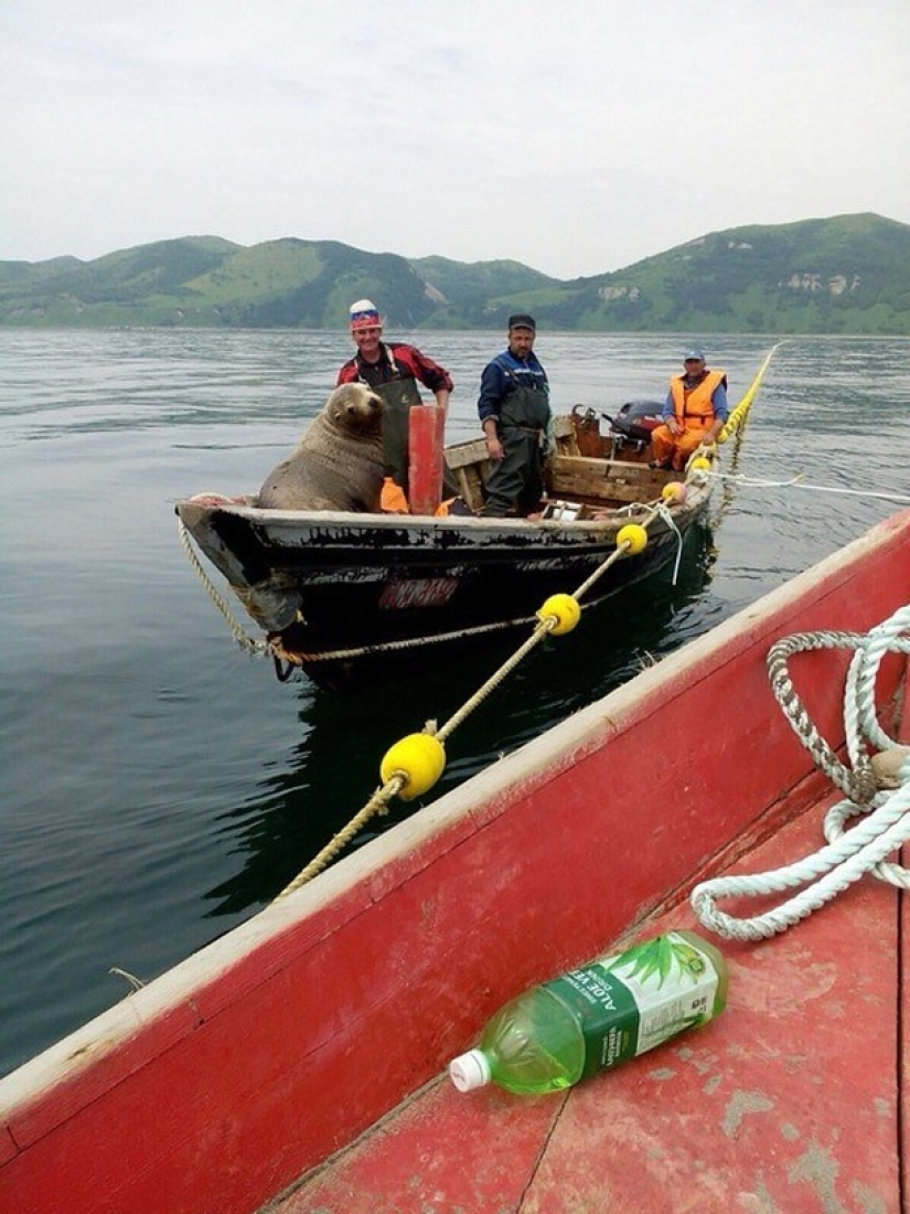 Fur seal forced Sakhalin fishermen to ride him in a boat for eight hours