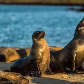 Galápagos. Isla Santa Fe