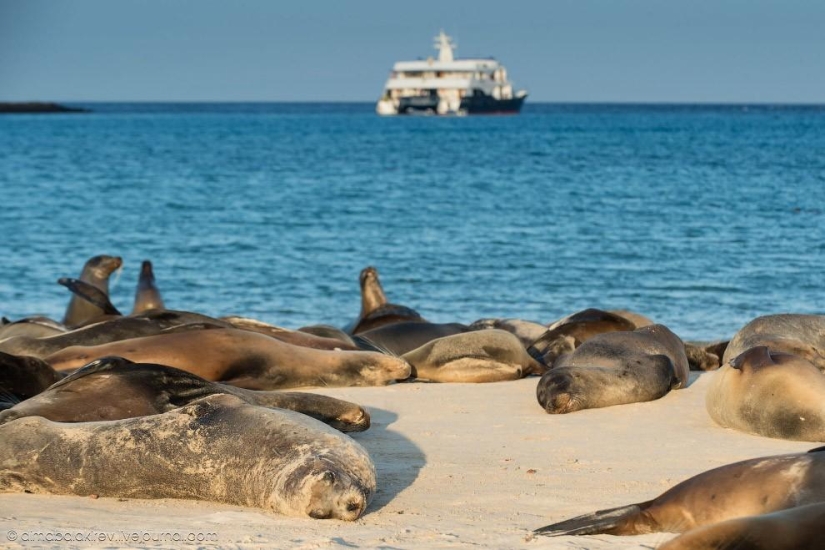 Galápagos. Isla Santa Fe