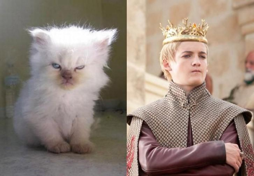 &quot;Game of Thrones&quot; by cats