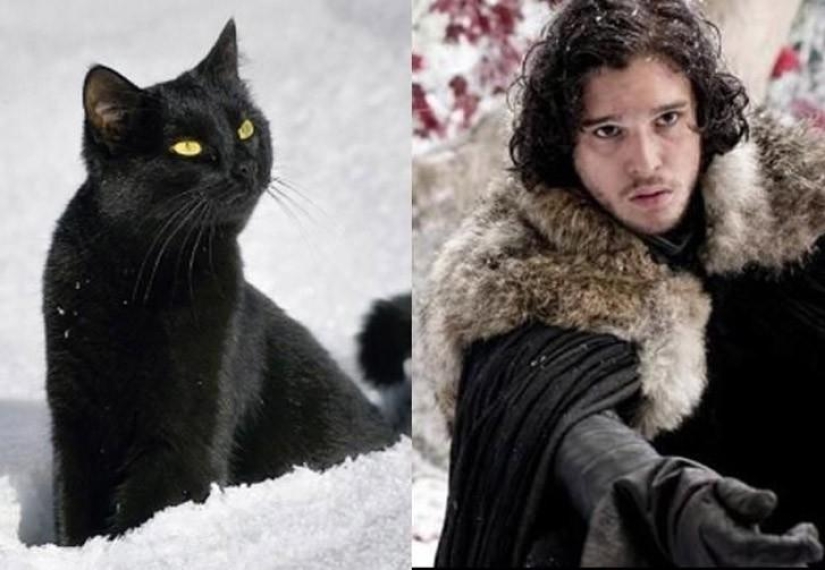 &quot;Game of Thrones&quot; by cats