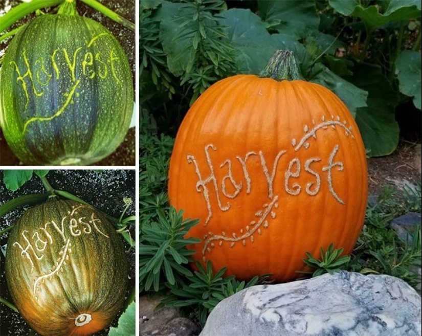 Gardening is cool! 30 best photos from the largest Reddit community for gardeners