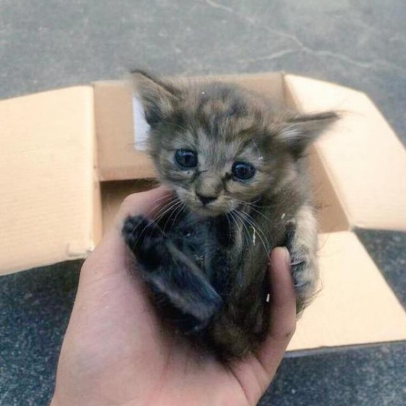 Gatito adoptado por hurones cree que él también es un hurón