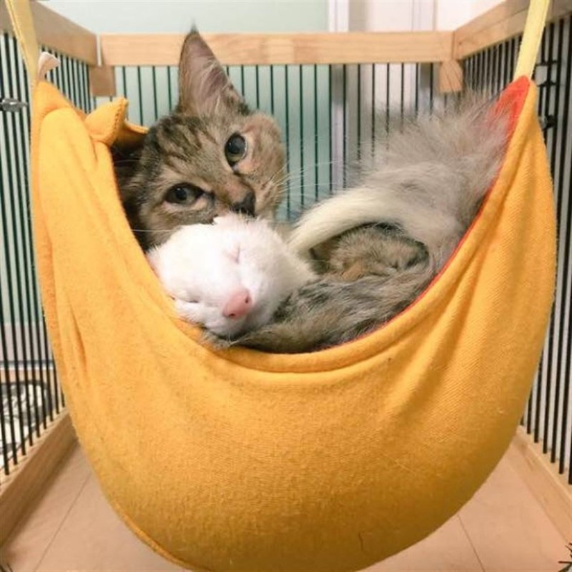 Gatito adoptado por hurones cree que él también es un hurón
