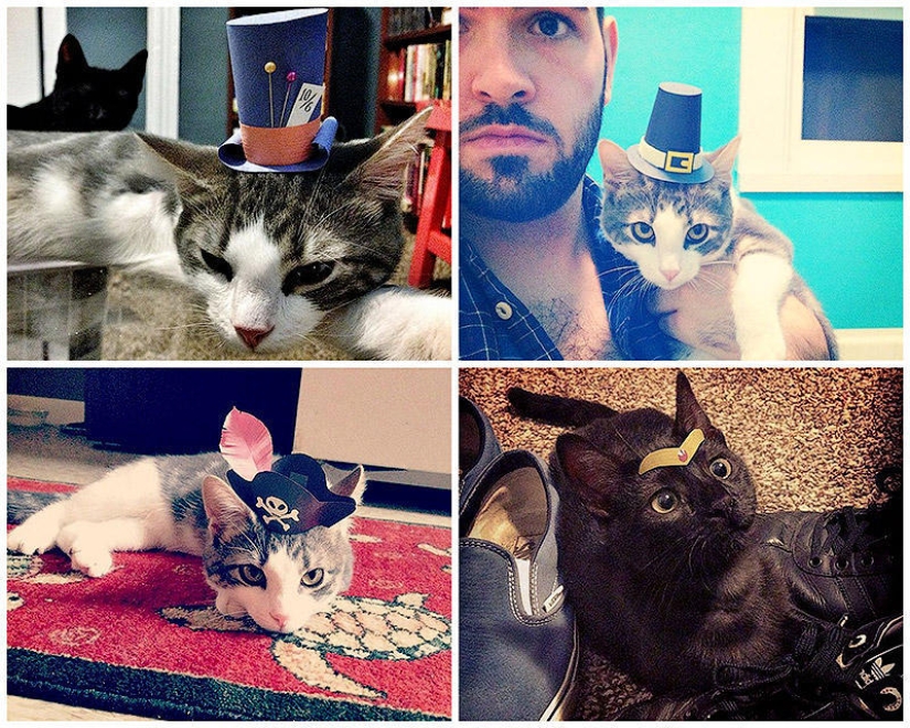 gatitos con sombreros
