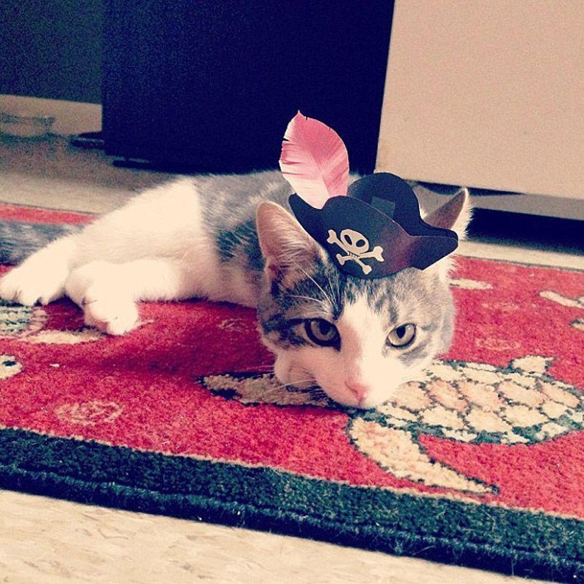 gatitos con sombreros