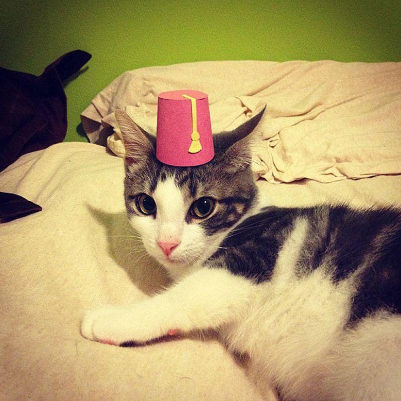 gatitos con sombreros