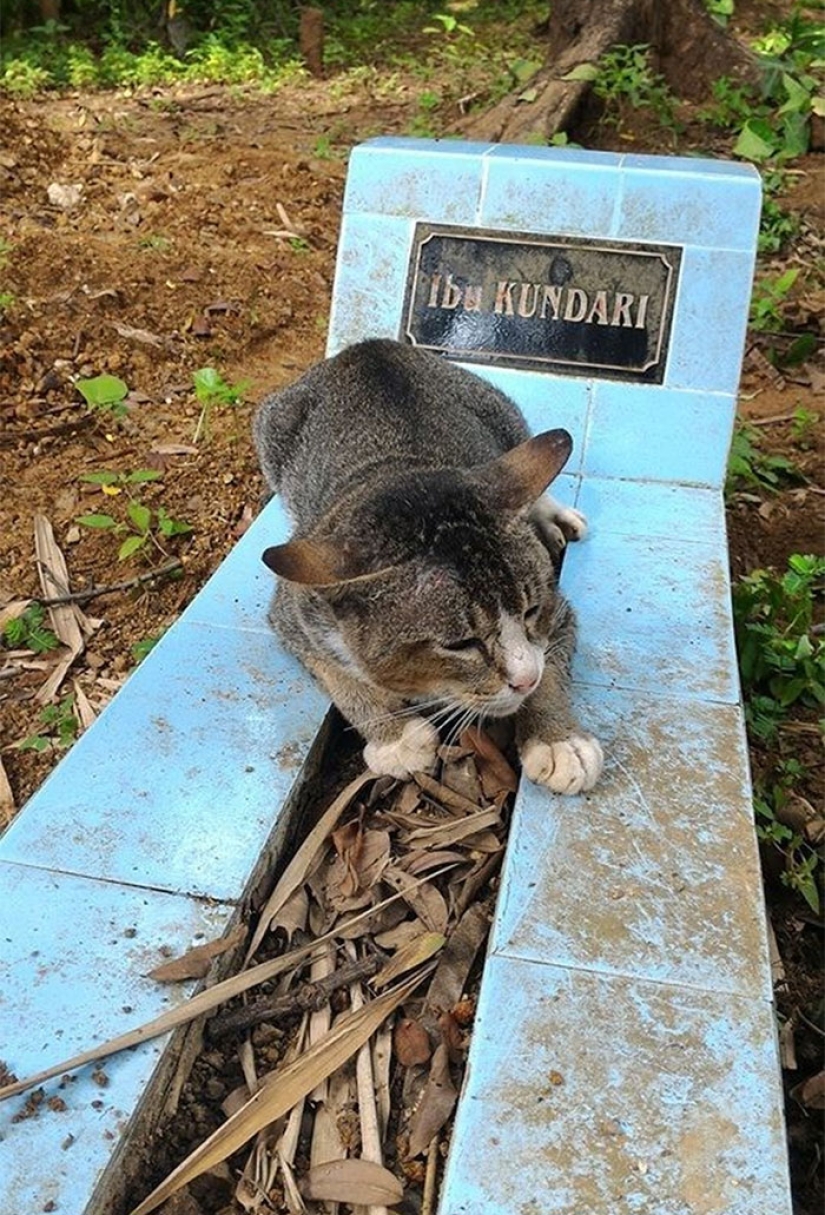 Gato afligido vive en la tumba de su amante durante todo un año
