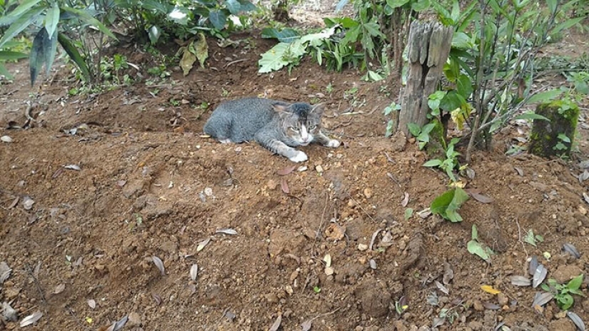 Gato afligido vive en la tumba de su amante durante todo un año
