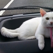 Gato viajando con sus dueños