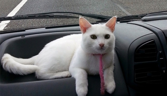 Gato viajando con sus dueños Gato viajando con sus dueños