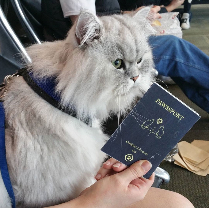 Gato viajero Gandalf