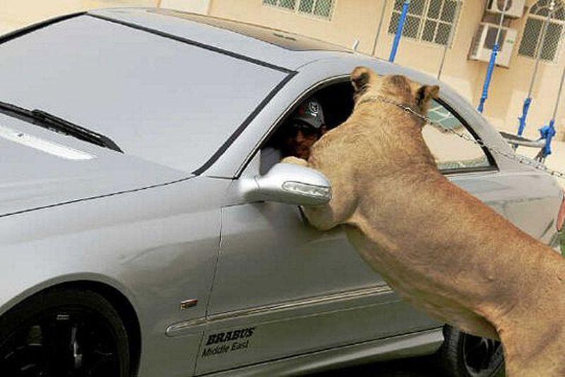 Gatos depredadores y coches caros: el ocio de un árabe millonario