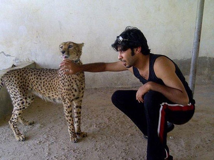 Gatos depredadores y coches caros: el ocio de un árabe millonario