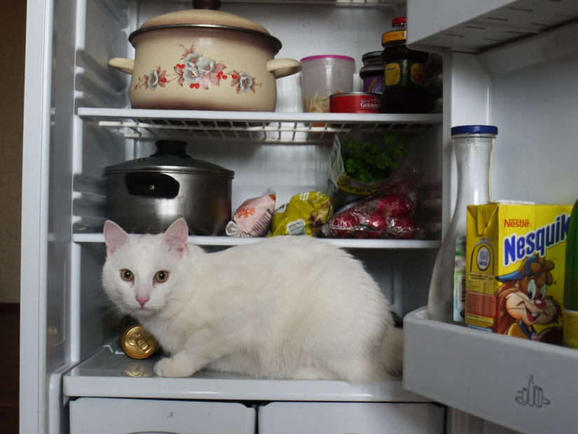 Gatos en refrigeradores