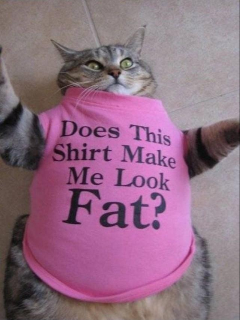 gatos gordos
