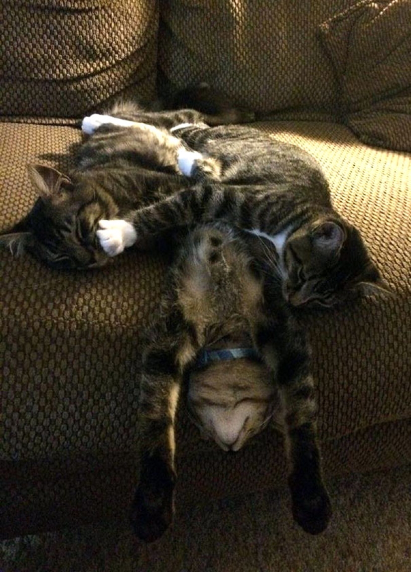 Gatos graciosos durmiendo en las posiciones más extrañas de la historia