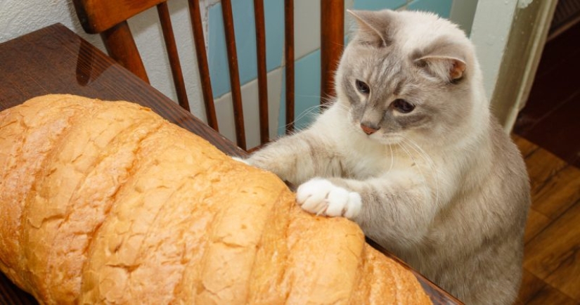 Gatos que comen pan: ¡se ha revelado el misterio de la predilección antinatural de las mascotas!