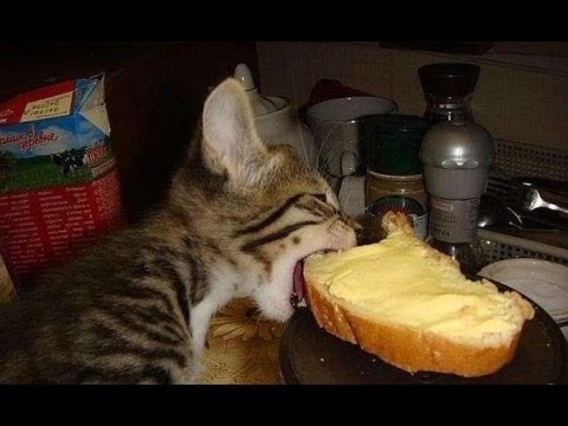 Gatos que comen pan: ¡se ha revelado el misterio de la predilección antinatural de las mascotas!