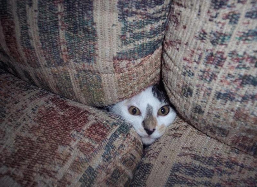 Gatos que no saben jugar al escondite