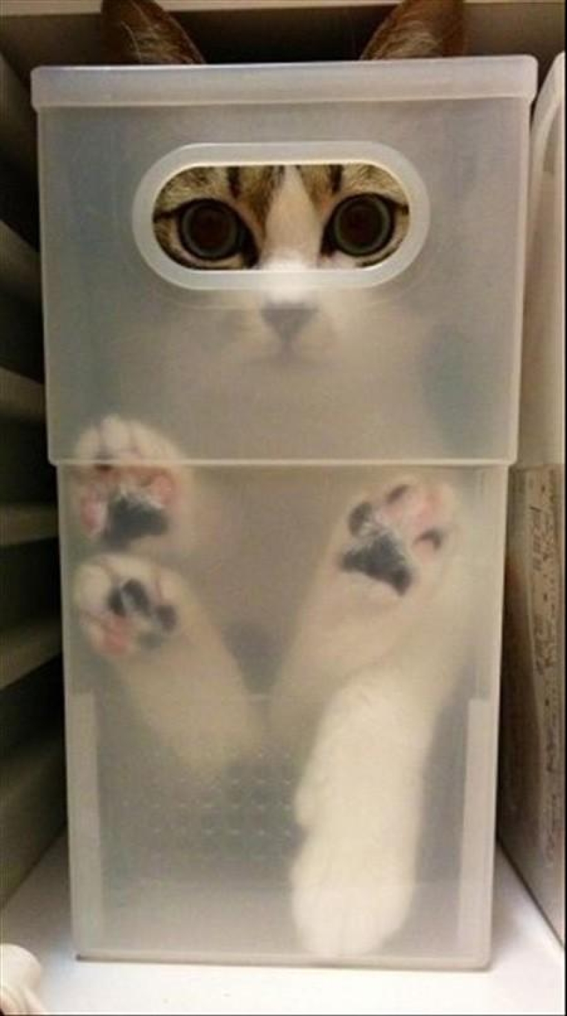 Gatos que no saben jugar al escondite