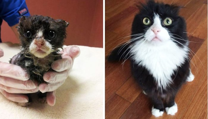 Gatos sobrevivientes que fueron rescatados y amados: fotos de antes y después