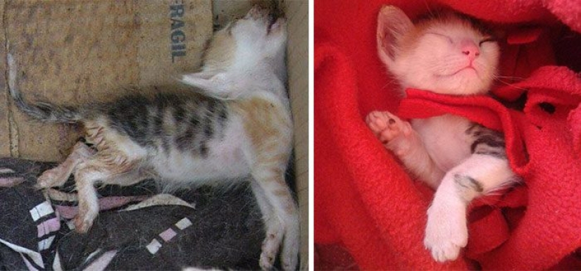 Gatos sobrevivientes que fueron rescatados y amados: antes y después