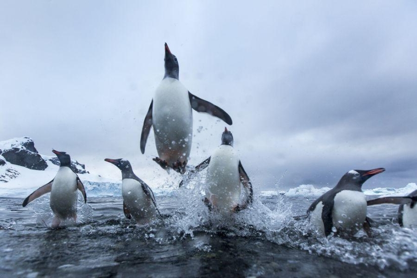 gentoo penguins