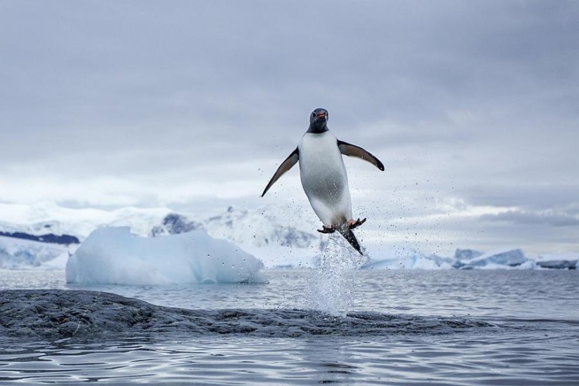 gentoo penguins