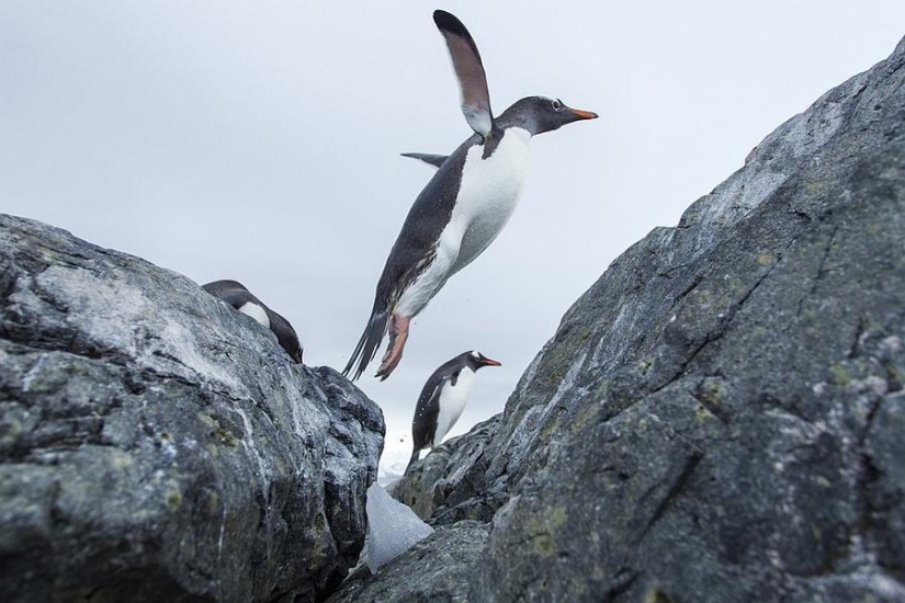 gentoo penguins