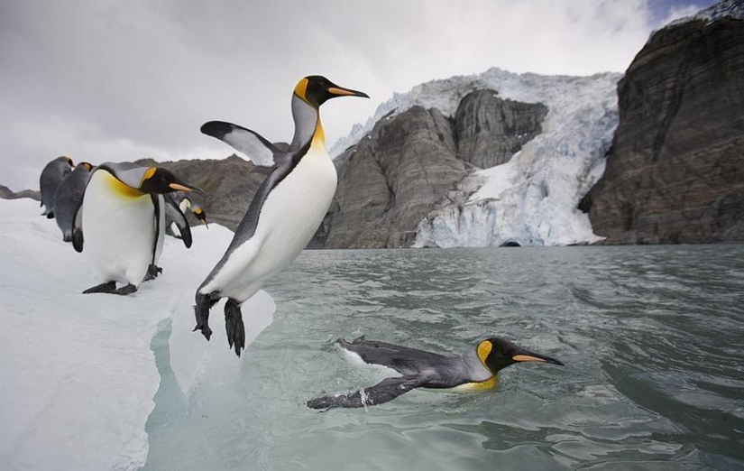 gentoo penguins