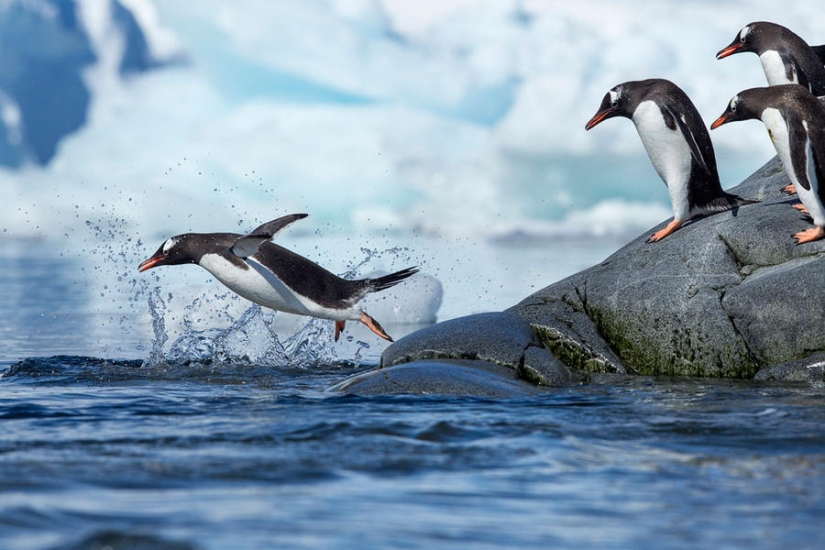 gentoo penguins