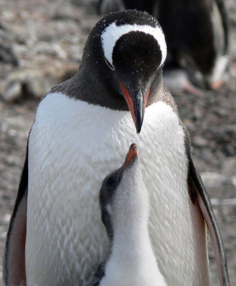 gentoo penguins