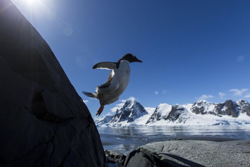 gentoo penguins