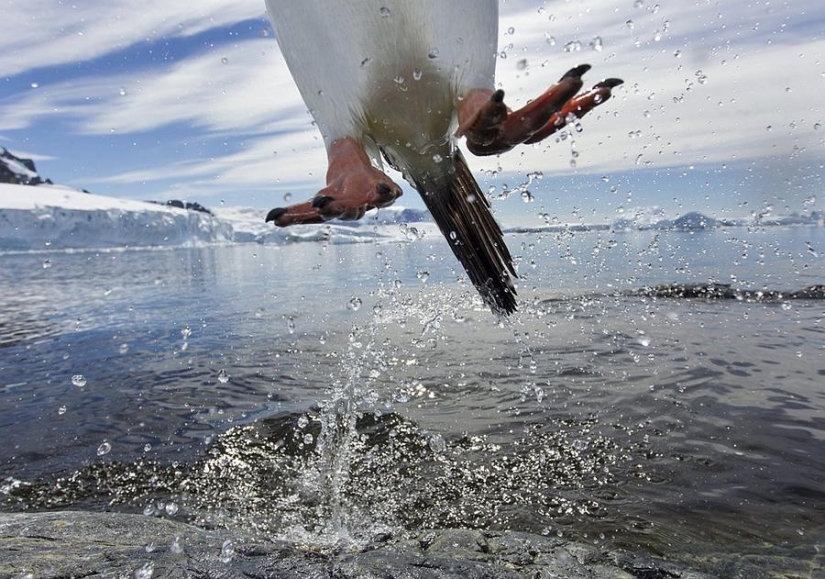 gentoo penguins