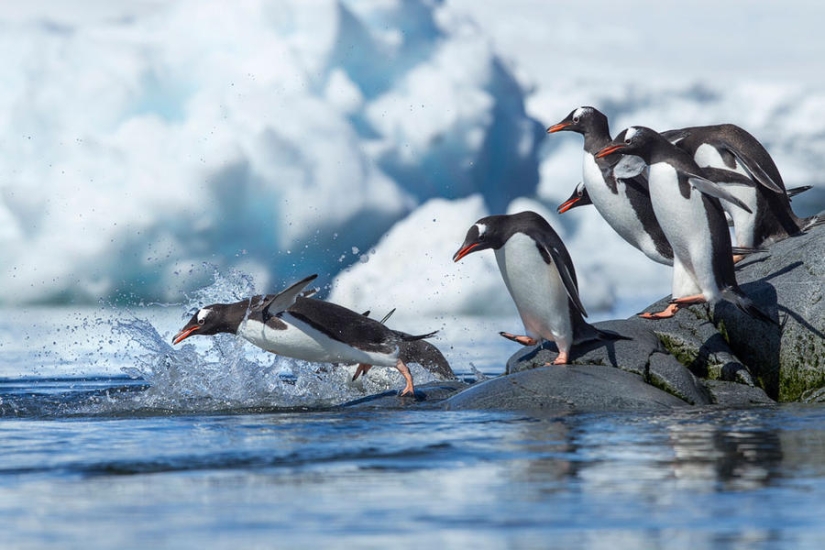 gentoo penguins