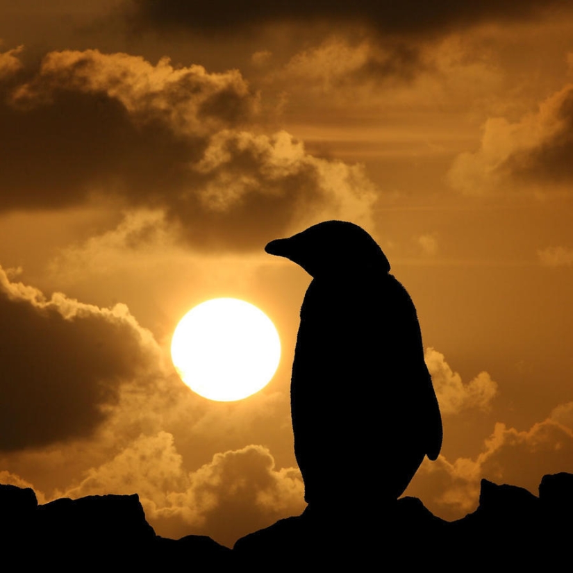 gentoo penguins