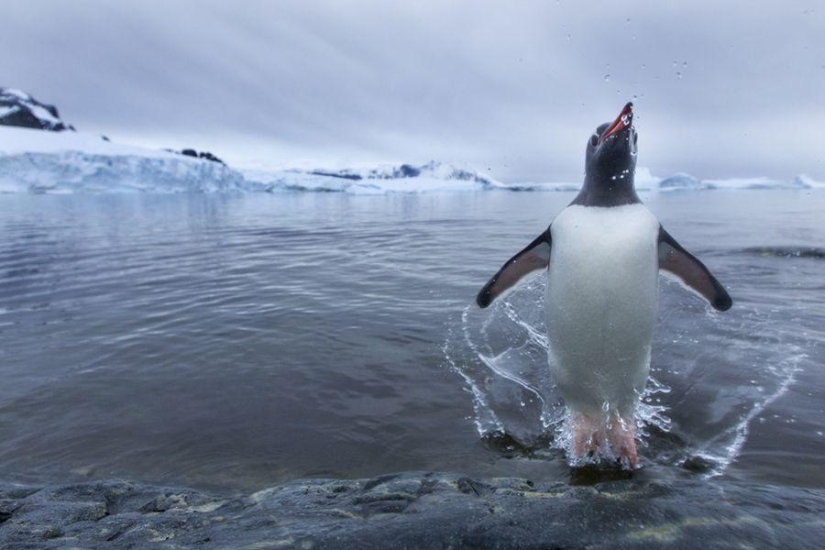 gentoo penguins