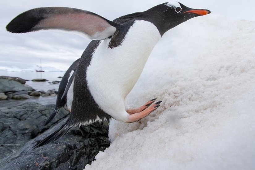 gentoo penguins