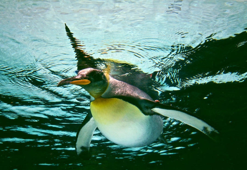 gentoo penguins