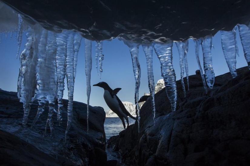 gentoo penguins