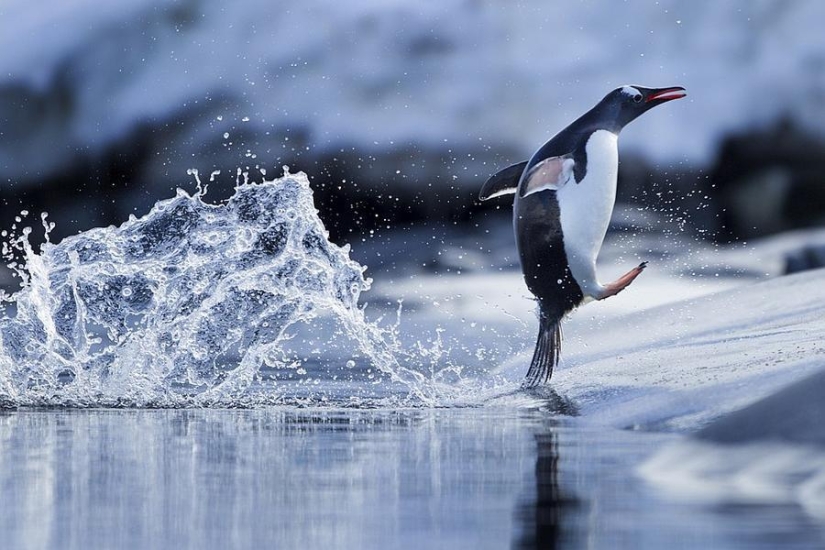 gentoo penguins