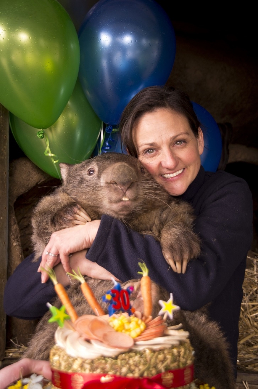 Giant Wombat Turns 30 and Registers on Tinder