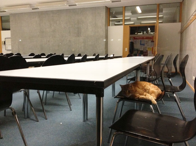 Ginger cat cuida de estudiantes de Alemania
