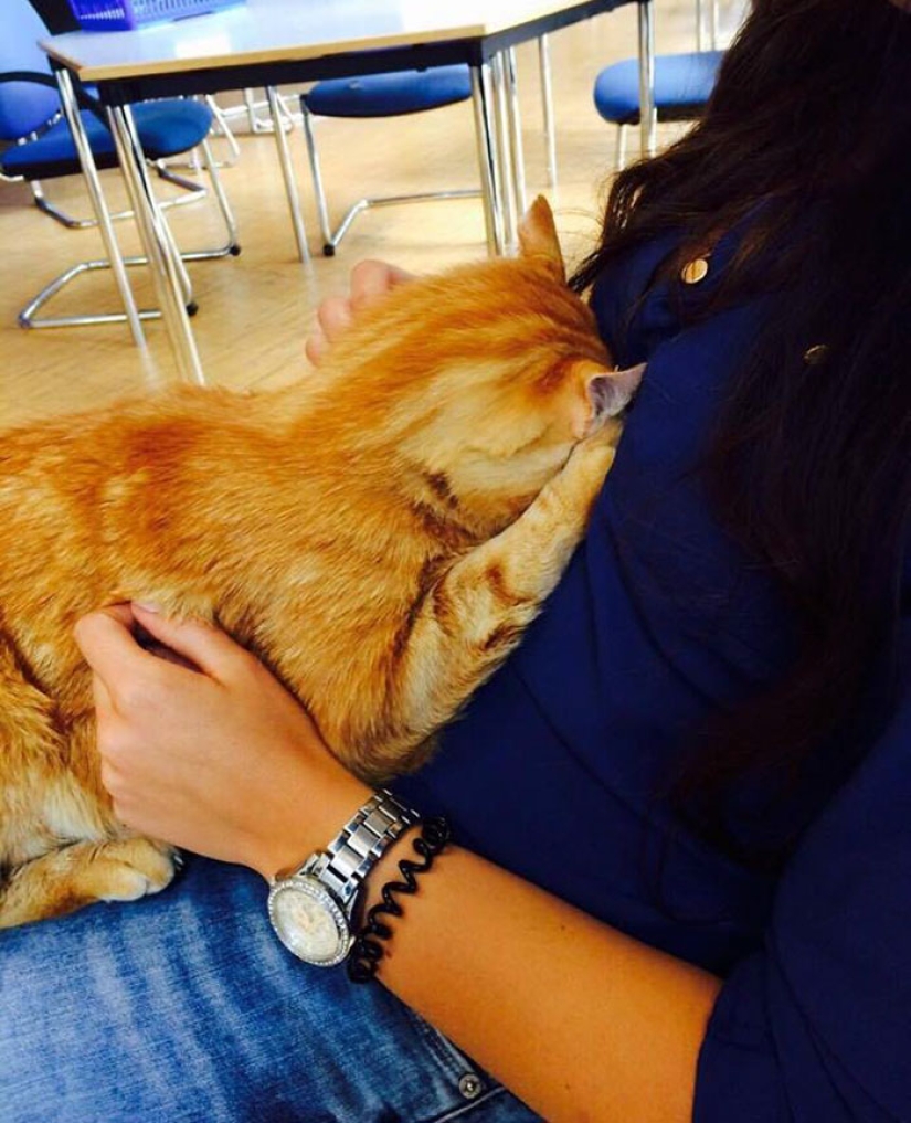 Ginger cat takes care of students from Germany